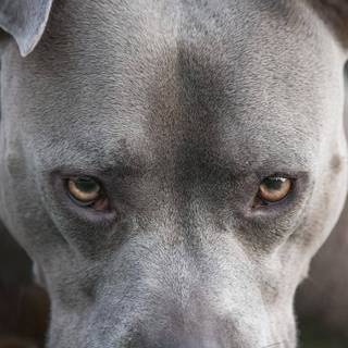 Pitbull phone wallpaper