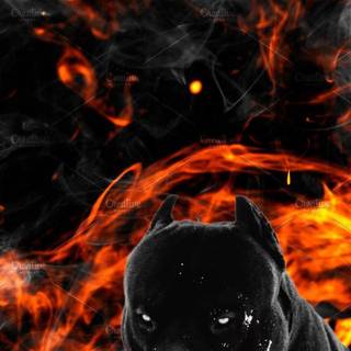 Pitbull phone wallpaper