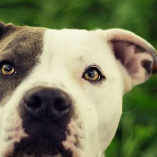 Pitbull phone wallpaper