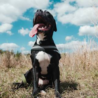 Pitbull phone wallpaper