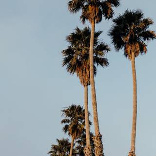 Santa Cruz iPhone wallpaper