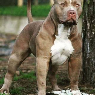 Pitbull phone wallpaper