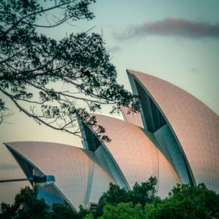 Sydney iPhone wallpaper