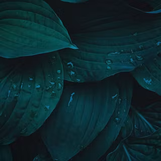 iPhone dark green wallpaper