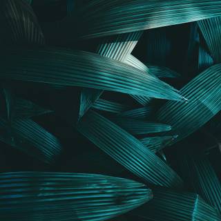 iPhone dark green wallpaper