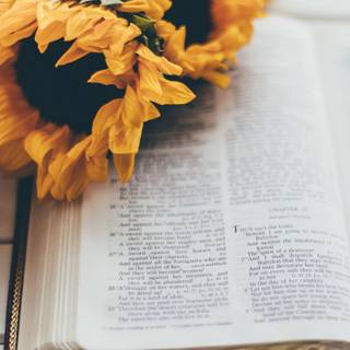 iPhone books wallpaper