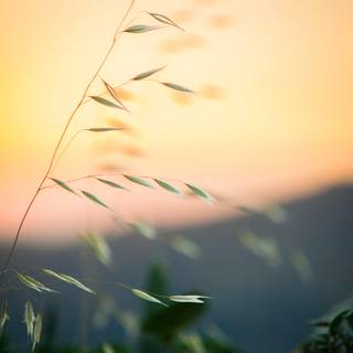 Calming phone wallpaper