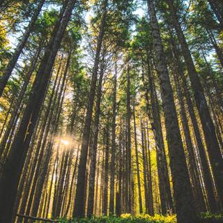 Oregon iPhone wallpaper