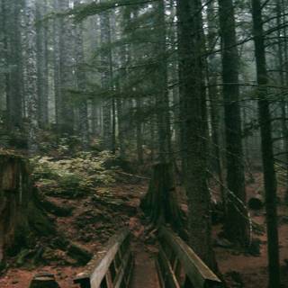 Oregon iPhone wallpaper