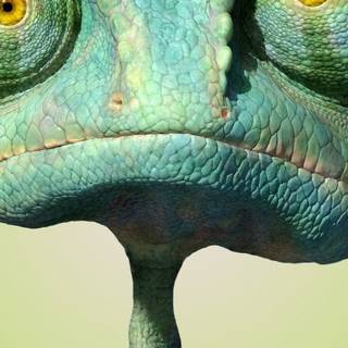 Rango iPhone wallpaper