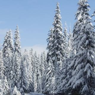 Oregon iPhone wallpaper