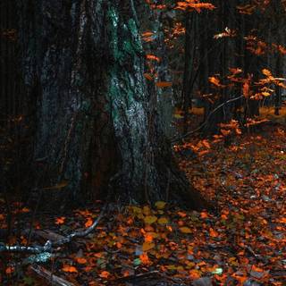 Oregon iPhone wallpaper