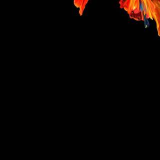 iPhone 15 oled wallpaper
