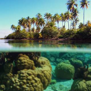 Half underwater wallpaper