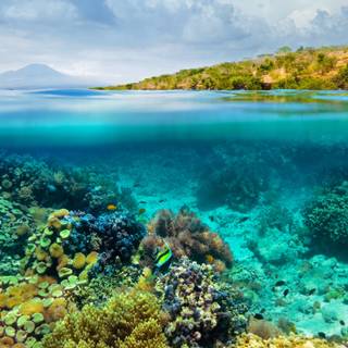 Half underwater wallpaper