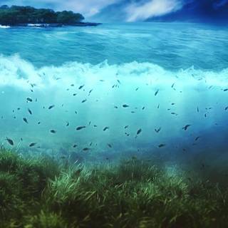 Half underwater wallpaper