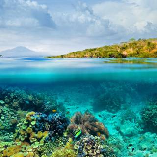 Half underwater wallpaper