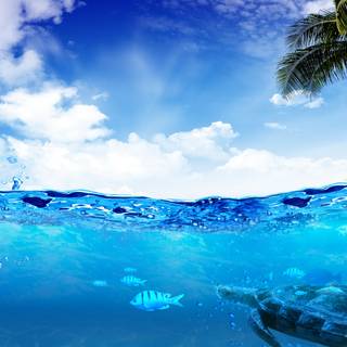 Half underwater wallpaper