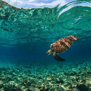 Half underwater wallpaper