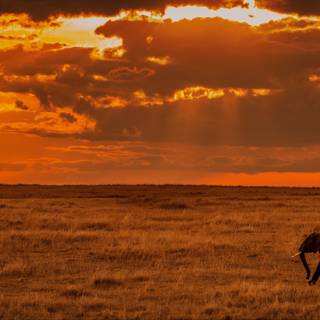 Savanna 4k wallpaper