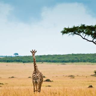 Savanna 4k wallpaper