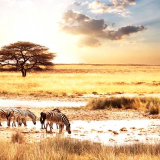 Savanna 4k wallpaper