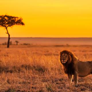 Savanna 4k wallpaper