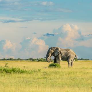 Savanna 4k wallpaper