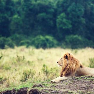 Savanna 4k wallpaper