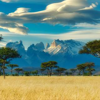 Savanna 4k wallpaper