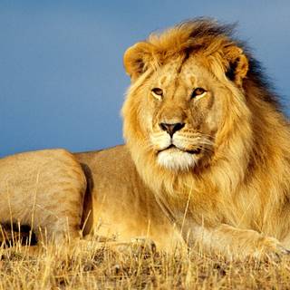 Savanna 4k wallpaper