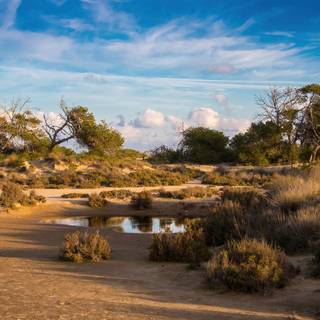 Savanna 4k wallpaper