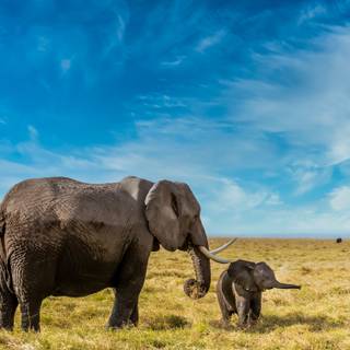 Savanna 4k wallpaper