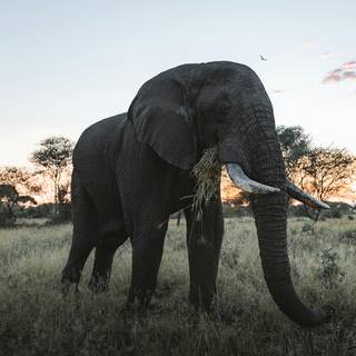 Savanna 4k wallpaper