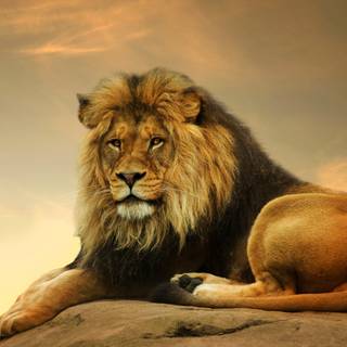 Savanna 4k wallpaper