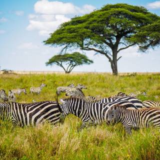 Savanna 4k wallpaper