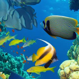 Sea life 4k wallpaper