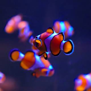 Sea life 4k wallpaper