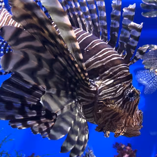 Sea life 4k wallpaper