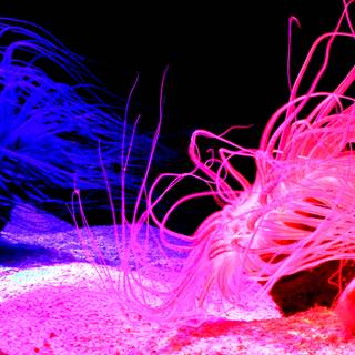 Sea life 4k wallpaper