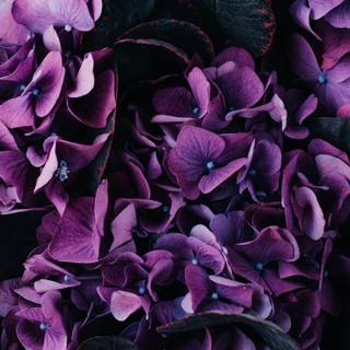 Purple flowers iPhone wallpaper