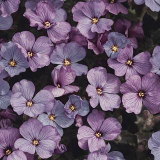 Purple flowers iPhone wallpaper