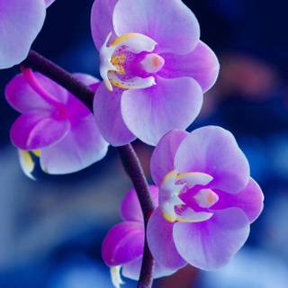 Purple flowers iPhone wallpaper