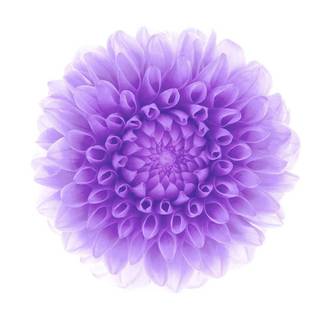 Purple flowers iPhone wallpaper