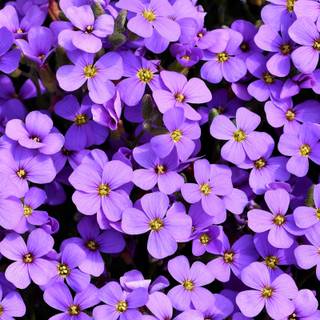 Purple flowers iPhone wallpaper