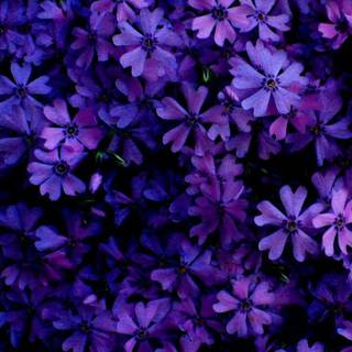 Purple flowers iPhone wallpaper