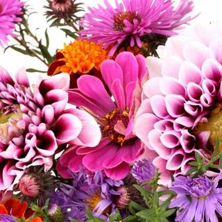 Purple flowers iPhone wallpaper