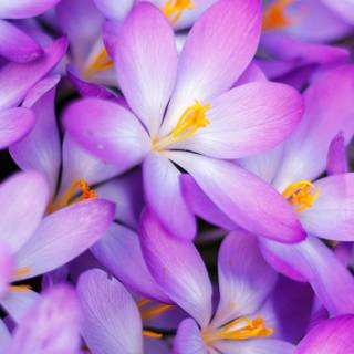 Purple flowers iPhone wallpaper