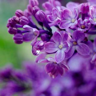 Purple flowers iPhone wallpaper