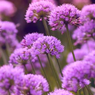 Purple flowers iPhone wallpaper